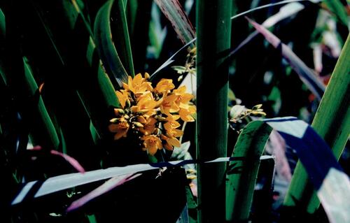 Lysimachia vulgaris (Yellow Loosestrife)