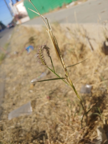 Cenchrus ciliaris (buffelgrass)