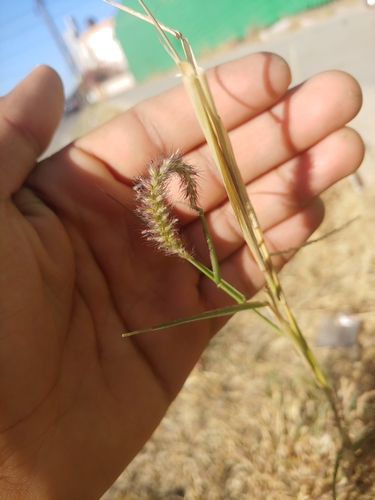 Cenchrus ciliaris (buffelgrass) (alternate view 2)