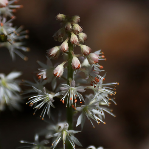 Tiarella stolonifera (Creeping Foamflower) (alternate view 3)