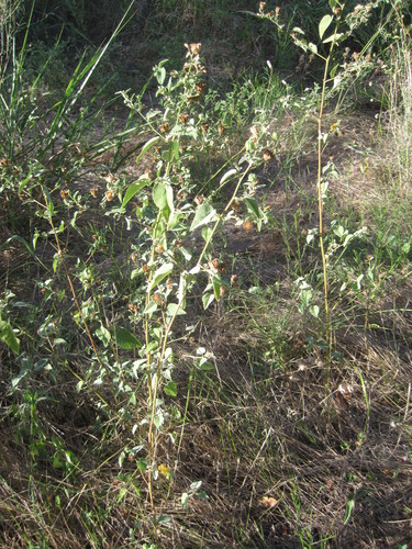 Abutilon fruticosum (sweet Indian Mallow) (alternate view 4)