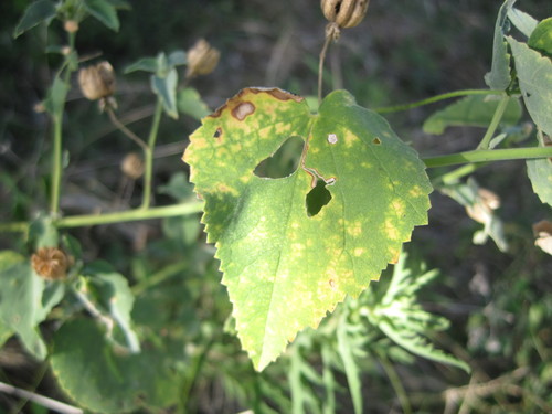 Abutilon fruticosum (sweet Indian Mallow) (alternate view 3)