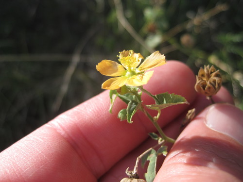 Abutilon fruticosum (sweet Indian Mallow)