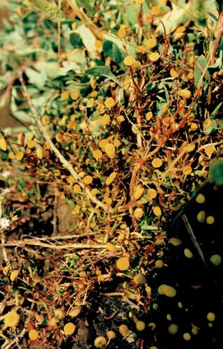 Cotula coronopifolia (brass buttons) (alternate view 2)