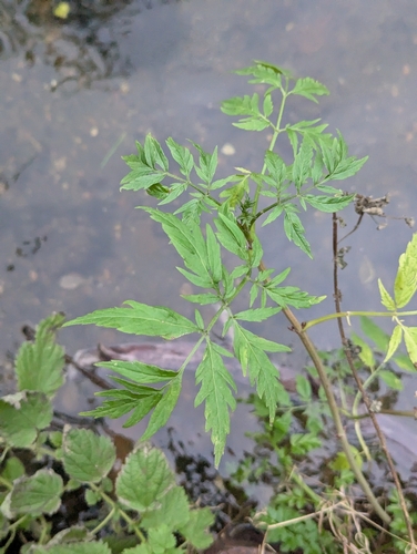 Sambucus nigra f. laciniata (Cut-leaved Elder)