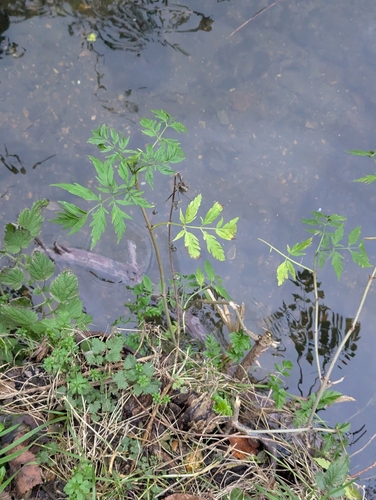 Sambucus nigra f. laciniata (Cut-leaved Elder) (alternate view 2)
