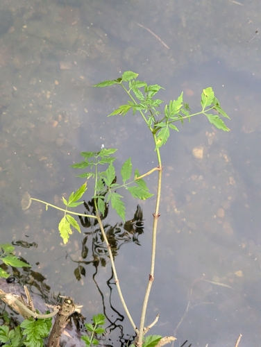 Sambucus nigra f. laciniata (Cut-leaved Elder) (alternate view 3)