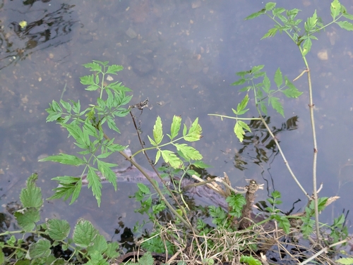 Sambucus nigra f. laciniata (Cut-leaved Elder) (alternate view 4)