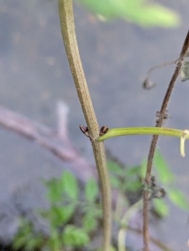 Sambucus nigra f. laciniata (Cut-leaved Elder) (alternate view 5)