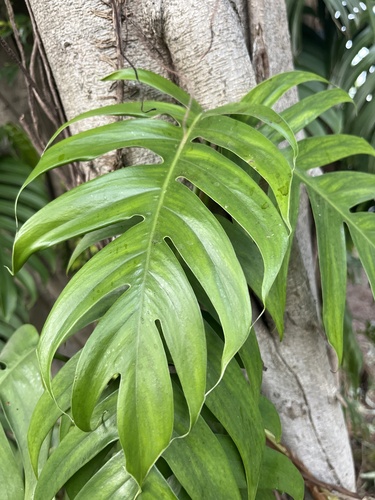 Epipremnum pinnatum (Dragon Tail Plant)