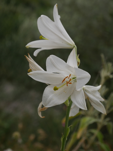 Lilium candidum (Madonna lily) (alternate view 2)