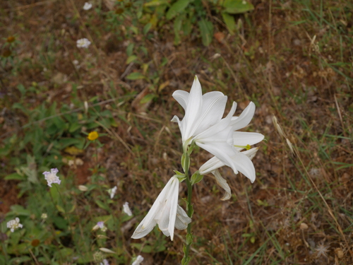 Lilium candidum (Madonna lily) (alternate view 3)