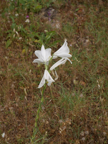 Lilium candidum (Madonna lily) (alternate view 4)
