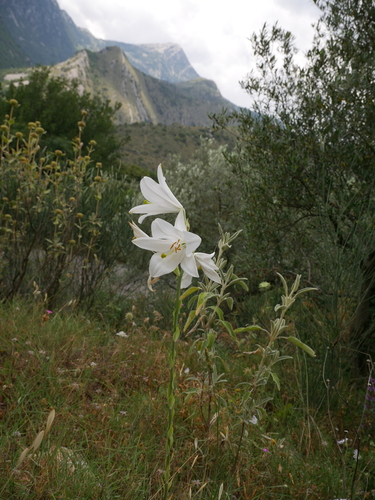 Lilium candidum (Madonna lily) (alternate view 5)