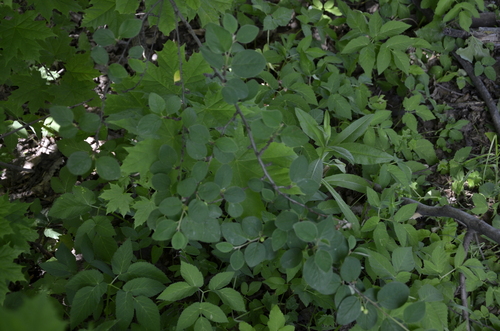 Cotoneaster (Cotoneasters) (alternate view 6)