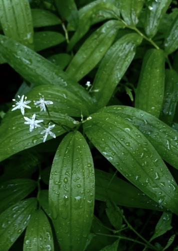 Maianthemum stellatum (star-flowered false Solomon's seal) (alternate view 5)
