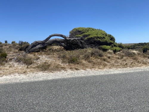 Melaleuca lanceolata (Moonah) (alternate view 3)