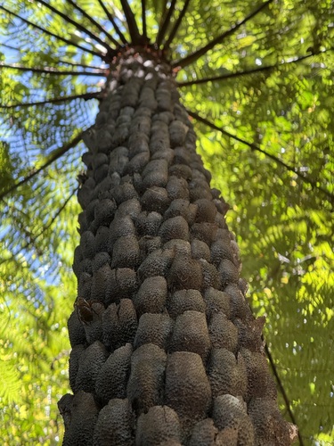 Cyathea australis (rough tree-fern)
