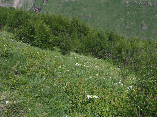 Betula pubescens (Downy Birch)