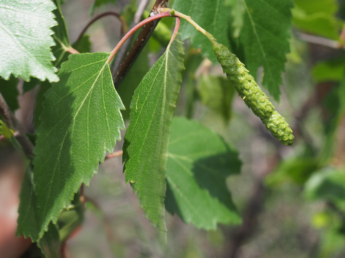 Betula pubescens (Downy Birch)