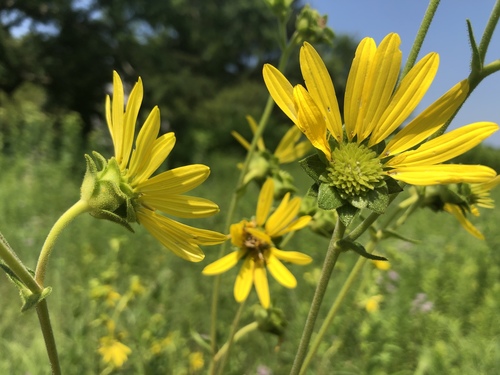 Silphium integrifolium (prairie rosinweed) (alternate view 8)