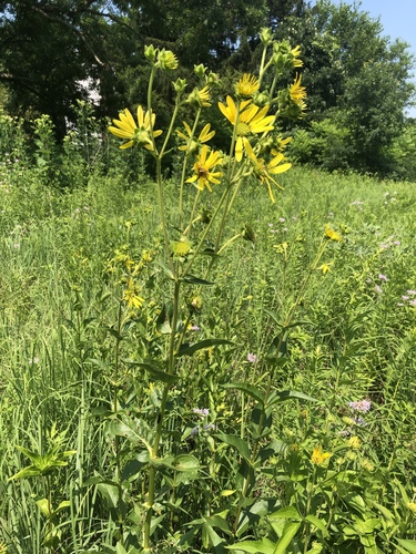 Silphium integrifolium (prairie rosinweed) (alternate view 7)