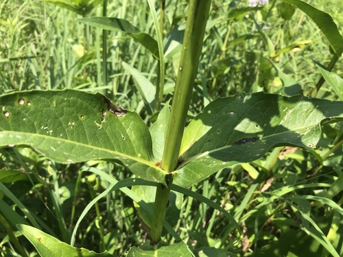 Silphium integrifolium (prairie rosinweed) (alternate view 9)