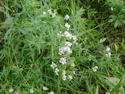 Pycnanthemum virginianum (Virginia Mountain Mint)