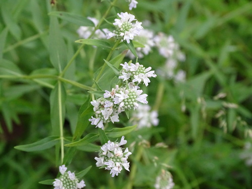 Pycnanthemum virginianum (Virginia Mountain Mint)