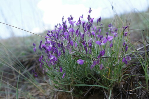 Polygala (Milkworts) (alternate view 4)