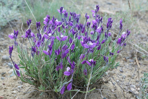 Polygala (Milkworts) (alternate view 3)