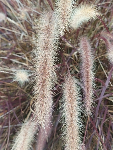 Cenchrus × cupreus (purple fountain grass) (alternate view 2)