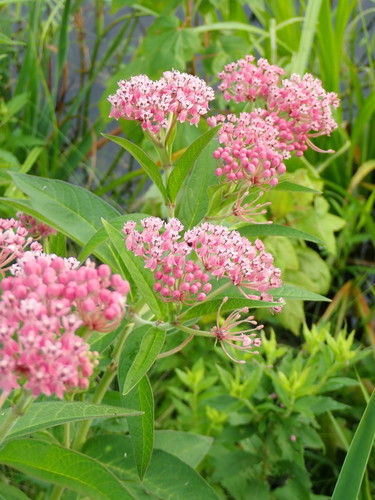 Asclepias incarnata (Swamp Milkweed)