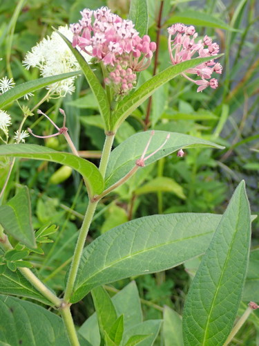 Asclepias incarnata (Swamp Milkweed)