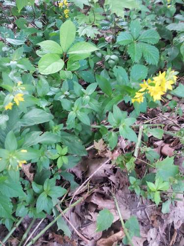 Lysimachia punctata (Dotted Loosestrife)