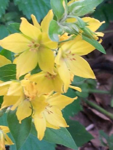 Lysimachia punctata (Dotted Loosestrife)