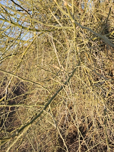 Parkinsonia florida (blue palo verde) (alternate view 4)