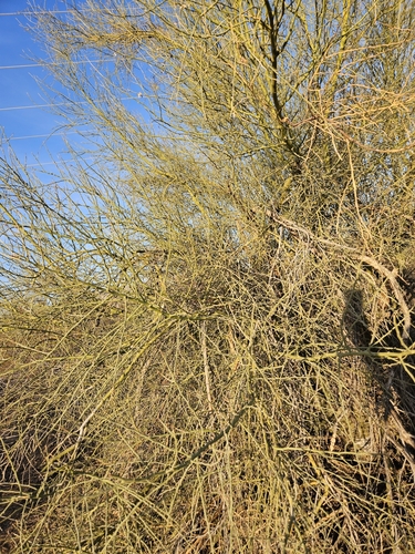 Parkinsonia florida (blue palo verde) (alternate view 5)