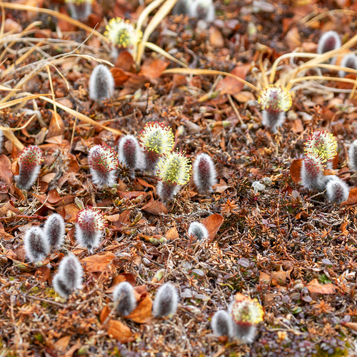 Salix (Willows) (alternate view 4)