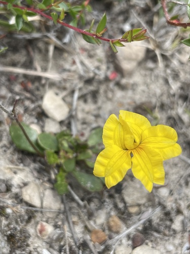 Goodenia lanata (trailing Goodenia)