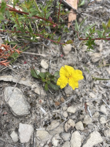 Goodenia lanata (trailing Goodenia) (alternate view 2)