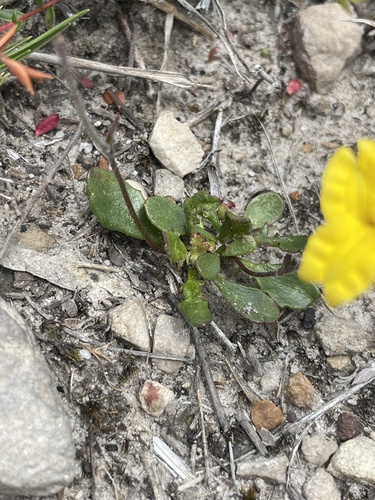 Goodenia lanata (trailing Goodenia) (alternate view 3)