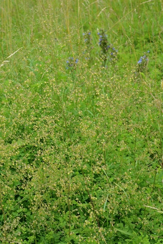 Thalictrum minus (Lesser Meadow-rue) (alternate view 2)
