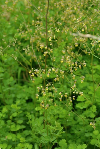 Thalictrum minus (Lesser Meadow-rue) (alternate view 3)