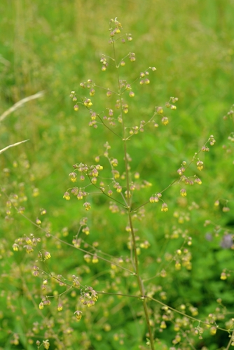 Thalictrum minus (Lesser Meadow-rue) (alternate view 4)