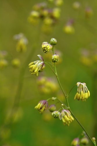 Thalictrum minus (Lesser Meadow-rue) (alternate view 5)