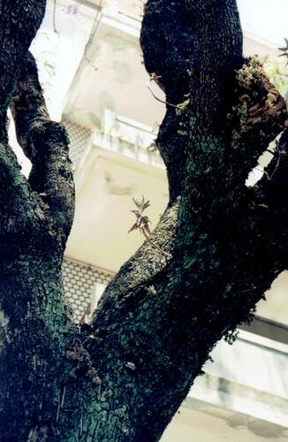 Kalanchoe × houghtonii (Alligator plant) (alternate view 10)