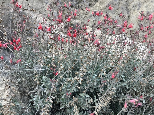 Salvia greggii (Autumn sage) (alternate view 6)