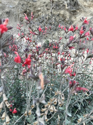 Salvia greggii (Autumn sage) (alternate view 7)