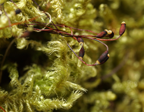 Ctenidium molluscum (Comb-moss)